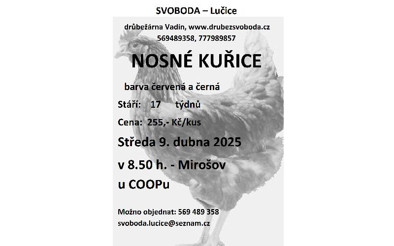 Aktuality - PRODEJ CHOVNÝCH KUŘIC